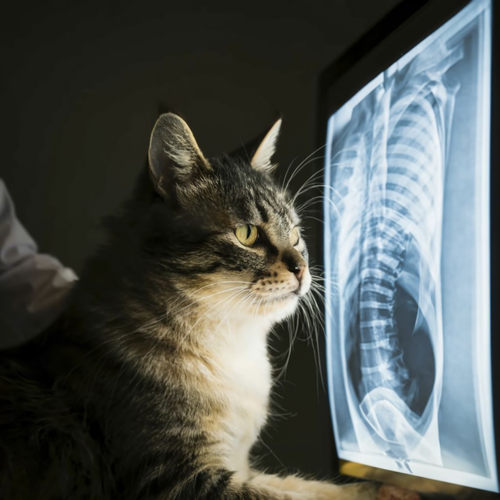 انجام رادیولوژی حیوانات خانگی در منزل